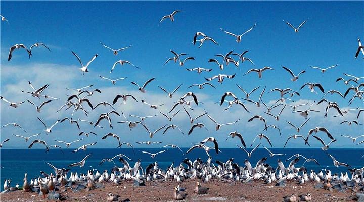 鸟的王国-青海湖鸟岛